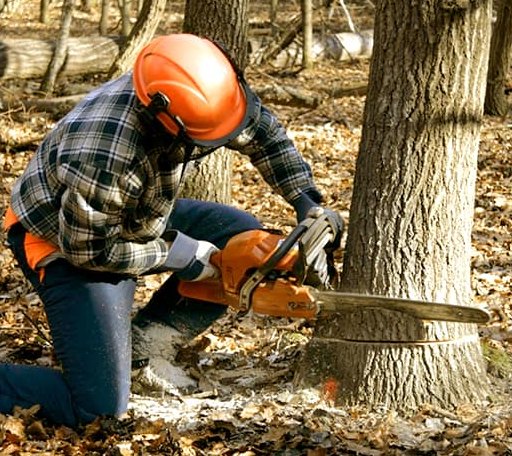 Tree Removal in West Newton, MA